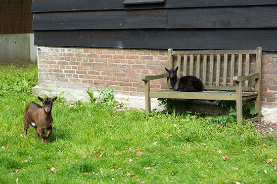 De geitjes van Bed en Breakfast de Teerplaats